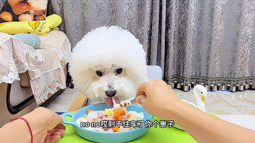 宠物狗不吃面条怎么办呀