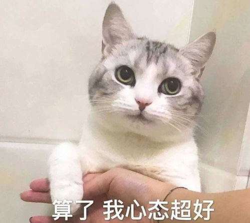 怎么分辩宠物猫