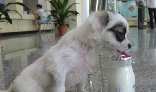 幼犬喝酸奶喝多少