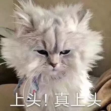 相亲对象宠物猫怎么聊天