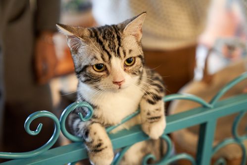 宠物猫男猫女猫怎么区分