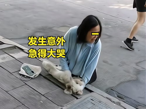 牵宠物狗被打怎么办啊