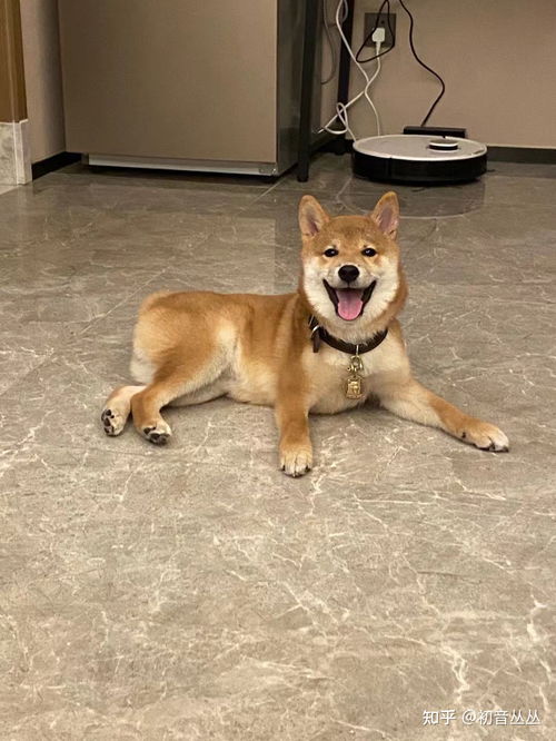 小柴犬多少钱一只
