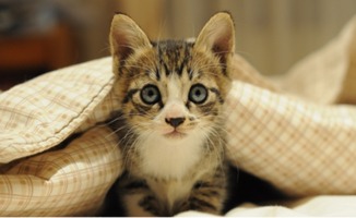 宠物猫感冒鼻塞怎么解决