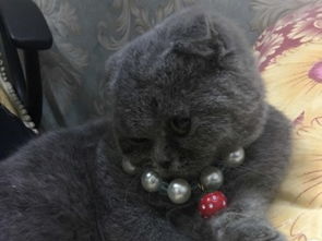家养盆栽宠物猫怎么养护