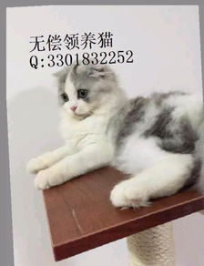 怎么找个宠物猫的窝