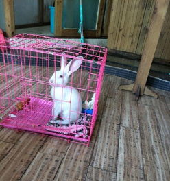 怎么养肉兔当宠物猫用呢
