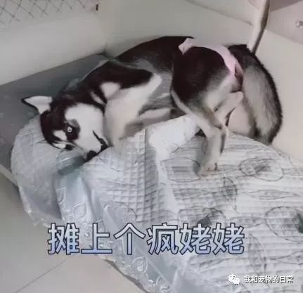 宠物狗的姨妈裤怎么穿好看