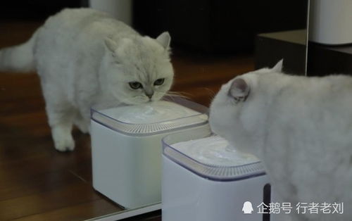 给宠物猫加工肉怎么弄的