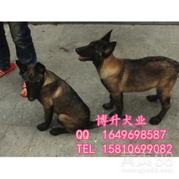 纯种马犬多少钱一只
