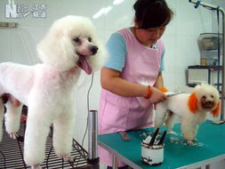 宠物狗怎么去毛发油污啊