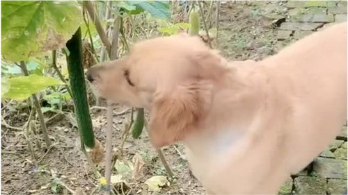 当宠物狗来到乡下怎么办