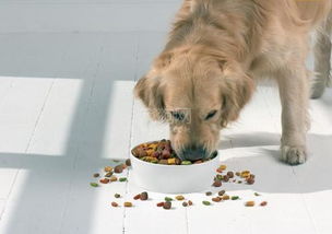 金毛幼犬狗粮吃多少
