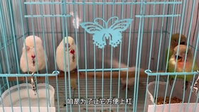 小宠物狗脖套怎么套的