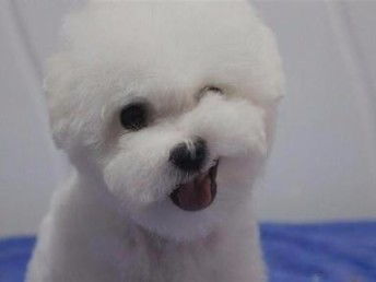 比熊宠物狗怎么卖的出去