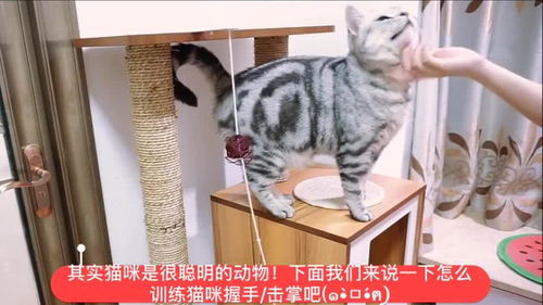 怎么训练宠物猫击掌