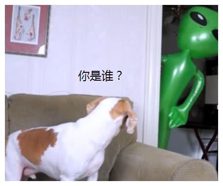 宠物狗遇见小偷怎么办呢