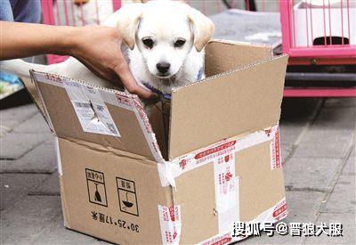 宠物狗怎么用快递寄出去