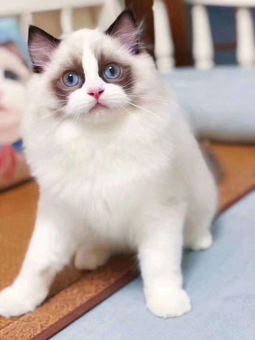 宠物猫会有异味吗怎么办