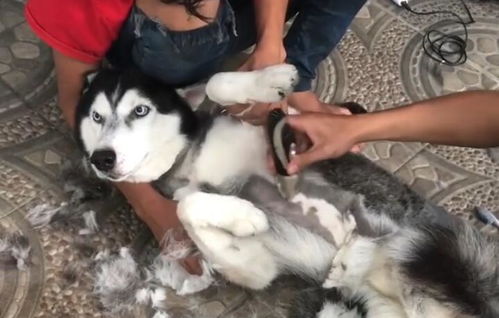 给狗狗剃毛要多少钱