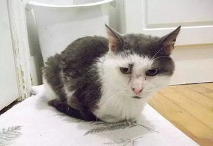 流浪猫怎么做宠物猫