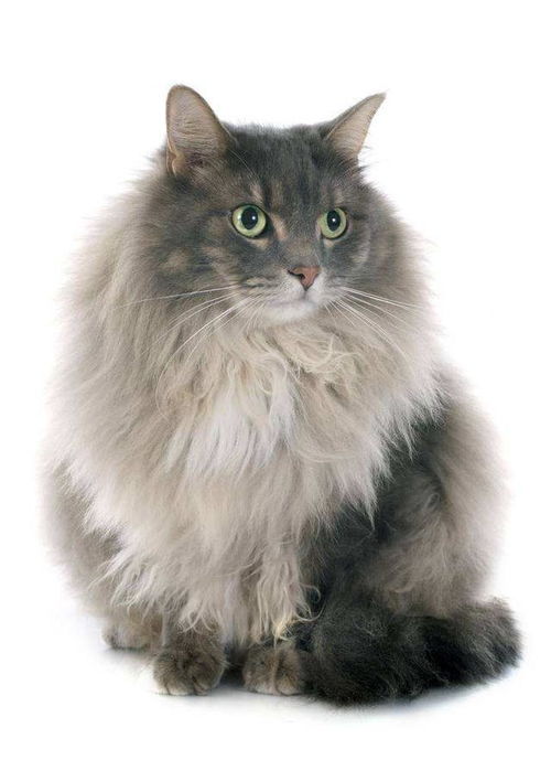仙女猫宠物猫怎么养