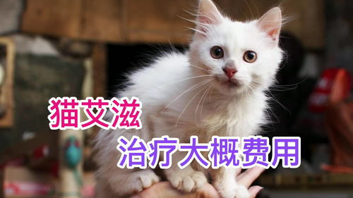 给猫咪看病多少钱