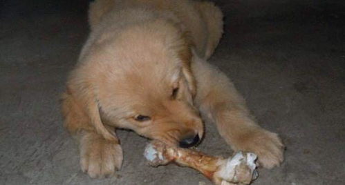 宠物狗不吃狗肉怎么办呀