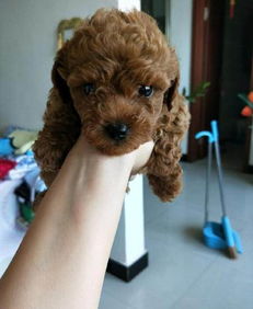 小泰迪狗一天吃多少