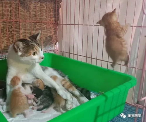 给宠物猫怎么喂奶