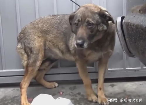 宠物狗被吓破胆怎么救治