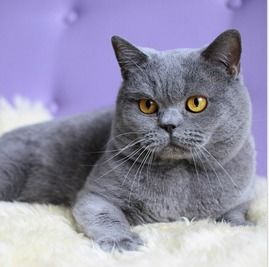 纯种英短猫多少钱一只