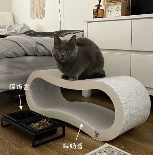 独居怎么买宠物猫