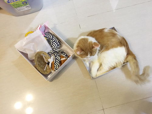 桌面宠物猫怎么养