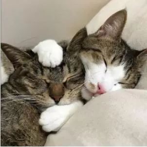 宠物猫怎么抱着睡