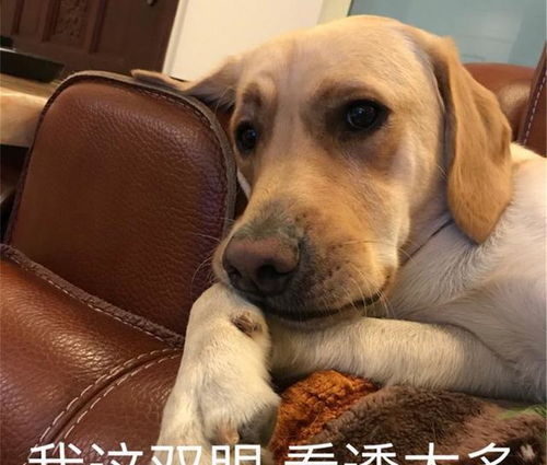 宠物狗怎么才知道它打没打疫苗