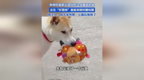 怎么样炫耀新宠物狗呢