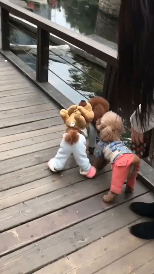 宠物狗总想打架怎么办