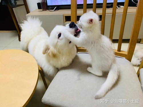 跟男朋友养的宠物狗怎么办