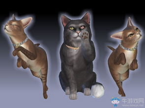 宠物猫圈怎么捆
