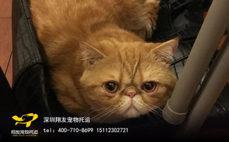 怎么宠物猫出国