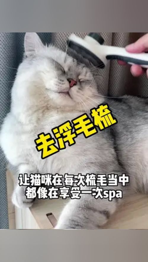 宠物猫浮毛梳怎么用的啊