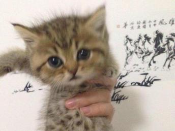 自己的宠物猫怎么卖