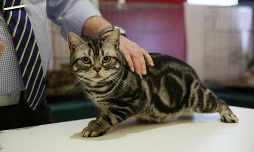 被猫咬了宠物猫怎么处理