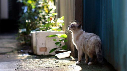怎么区分流浪猫宠物猫