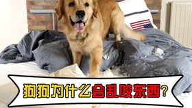 宠物狗磨屁股是怎么回事