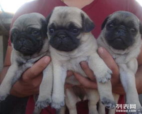 小宠物狗巴哥犬怎么养