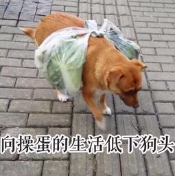 宠物狗怎么叫它去买菜呢