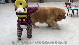 宠物狗排斥小孩怎么办呢