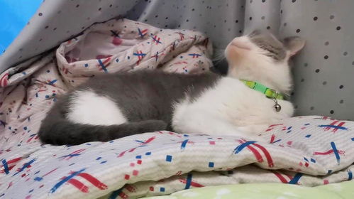 怎么拍宠物猫日常